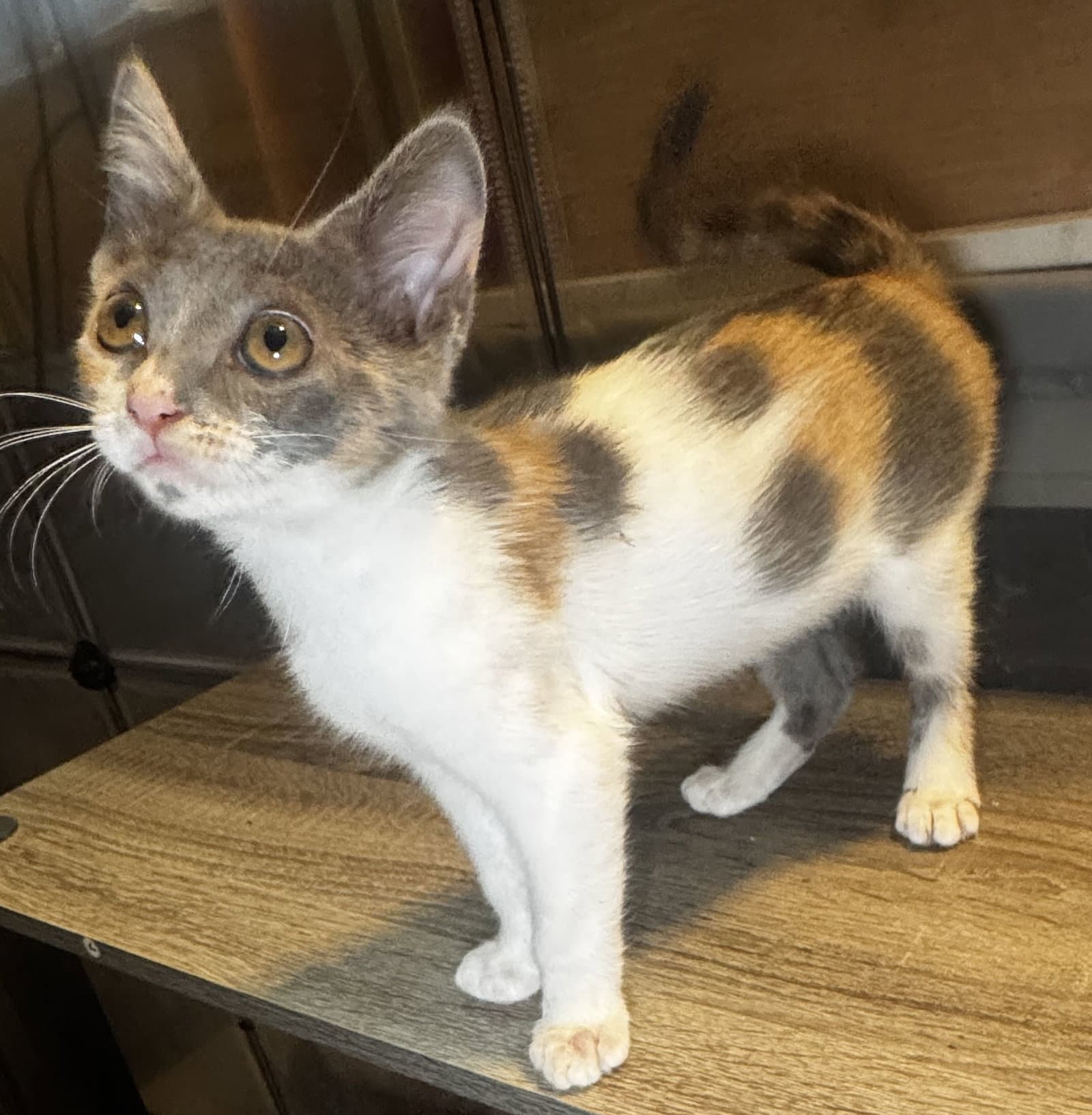 Mayhem - Dilute Calico
