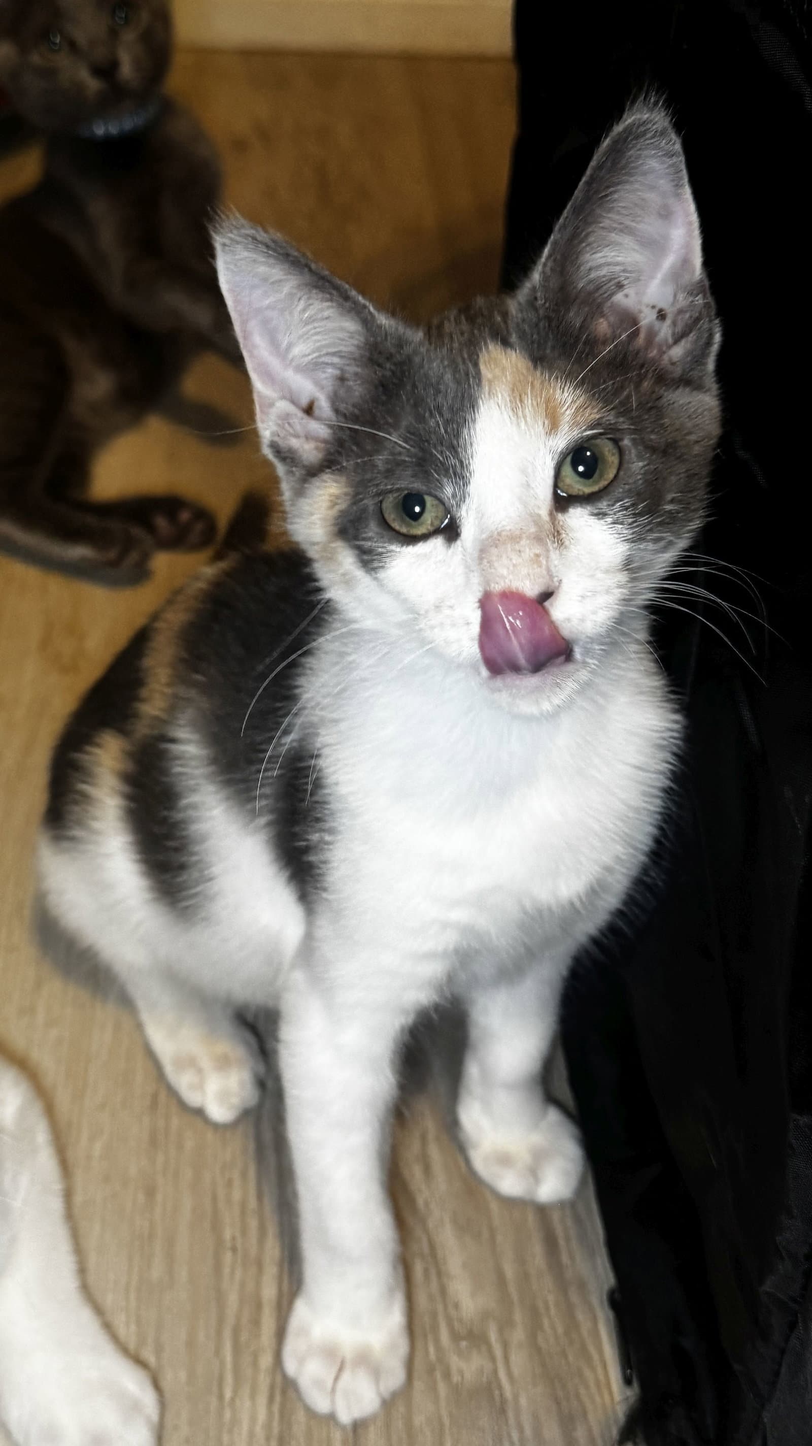 Mischief - Dilute Calico