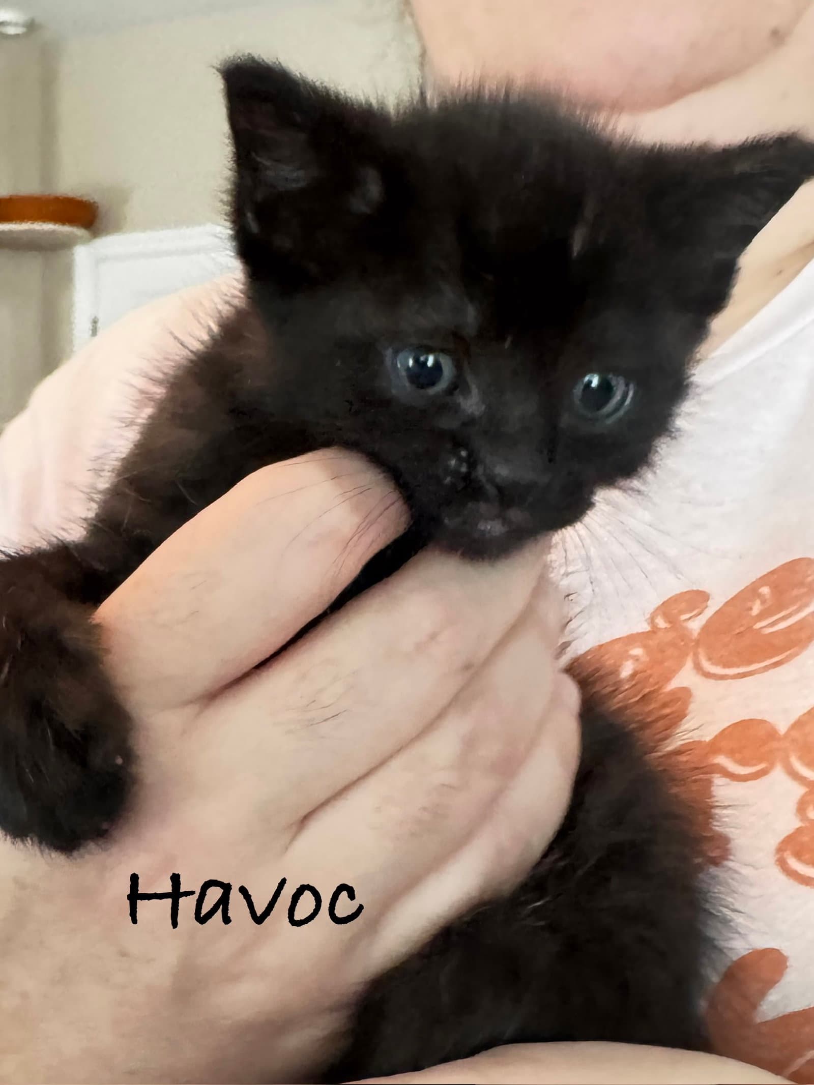 Havoc - Domestic Short Hair