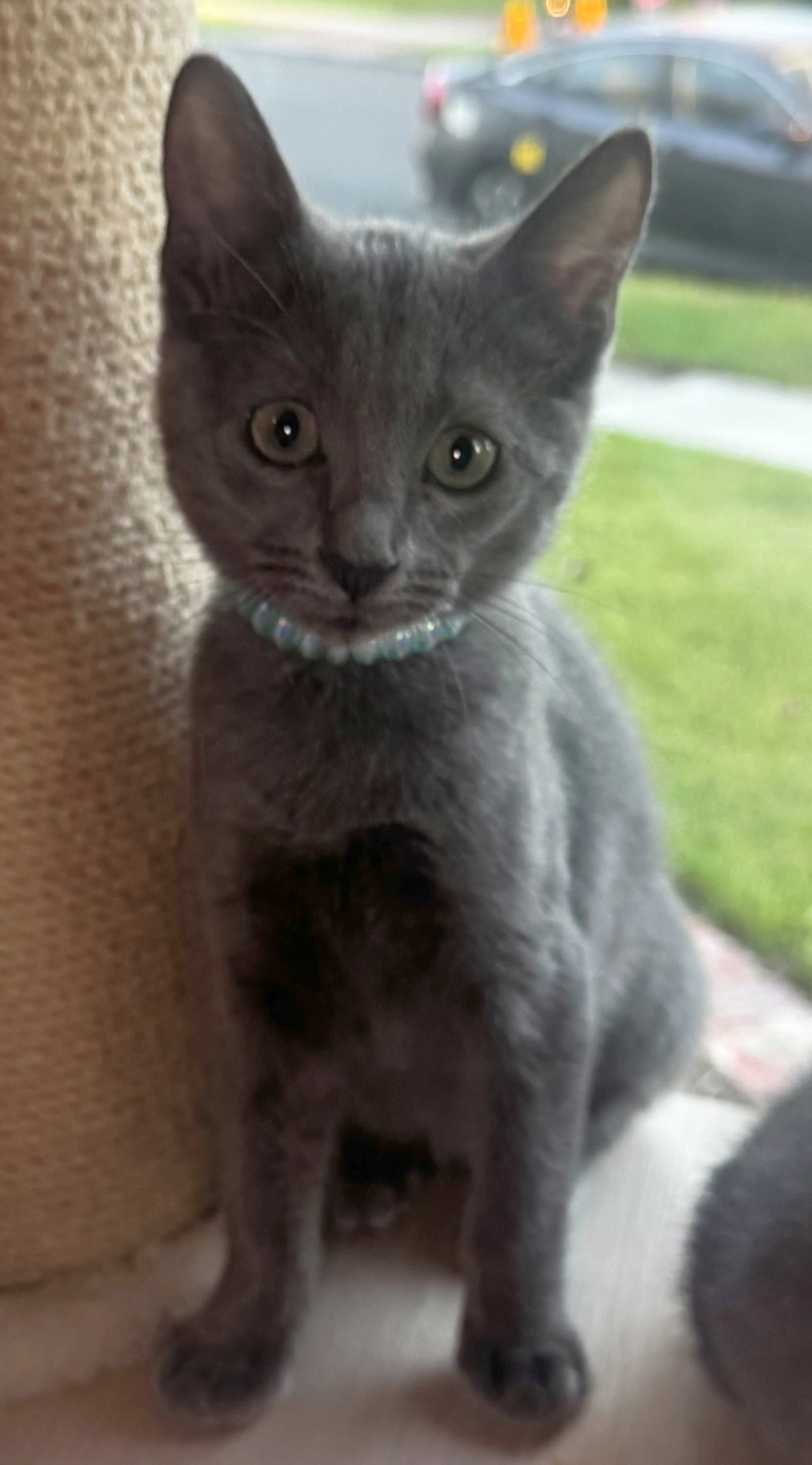 Azalea - Domestic Short Hair