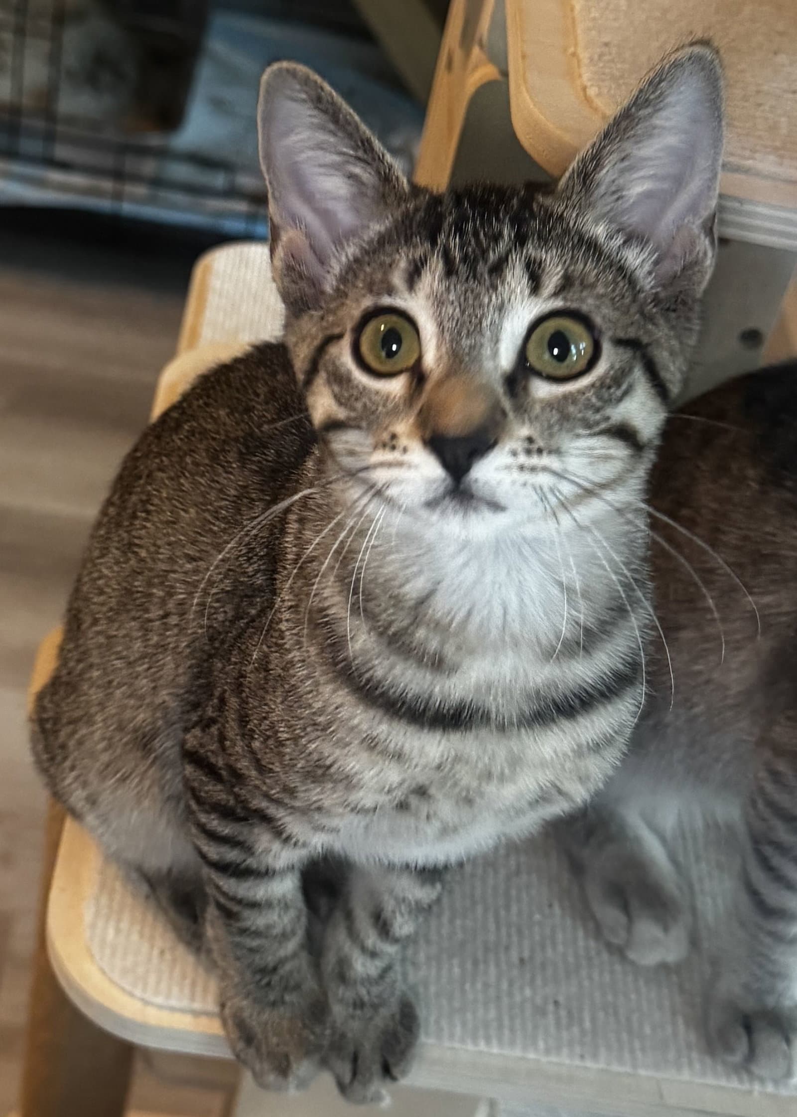 Marigold - Domestic Short Hair