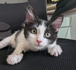 Oreo image 1