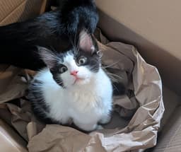 Oreo image 2