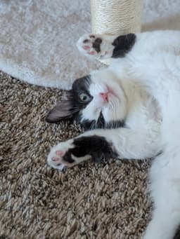 Oreo image 3