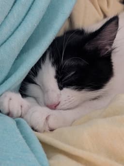 Oreo image 4