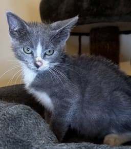 Mittens image 1