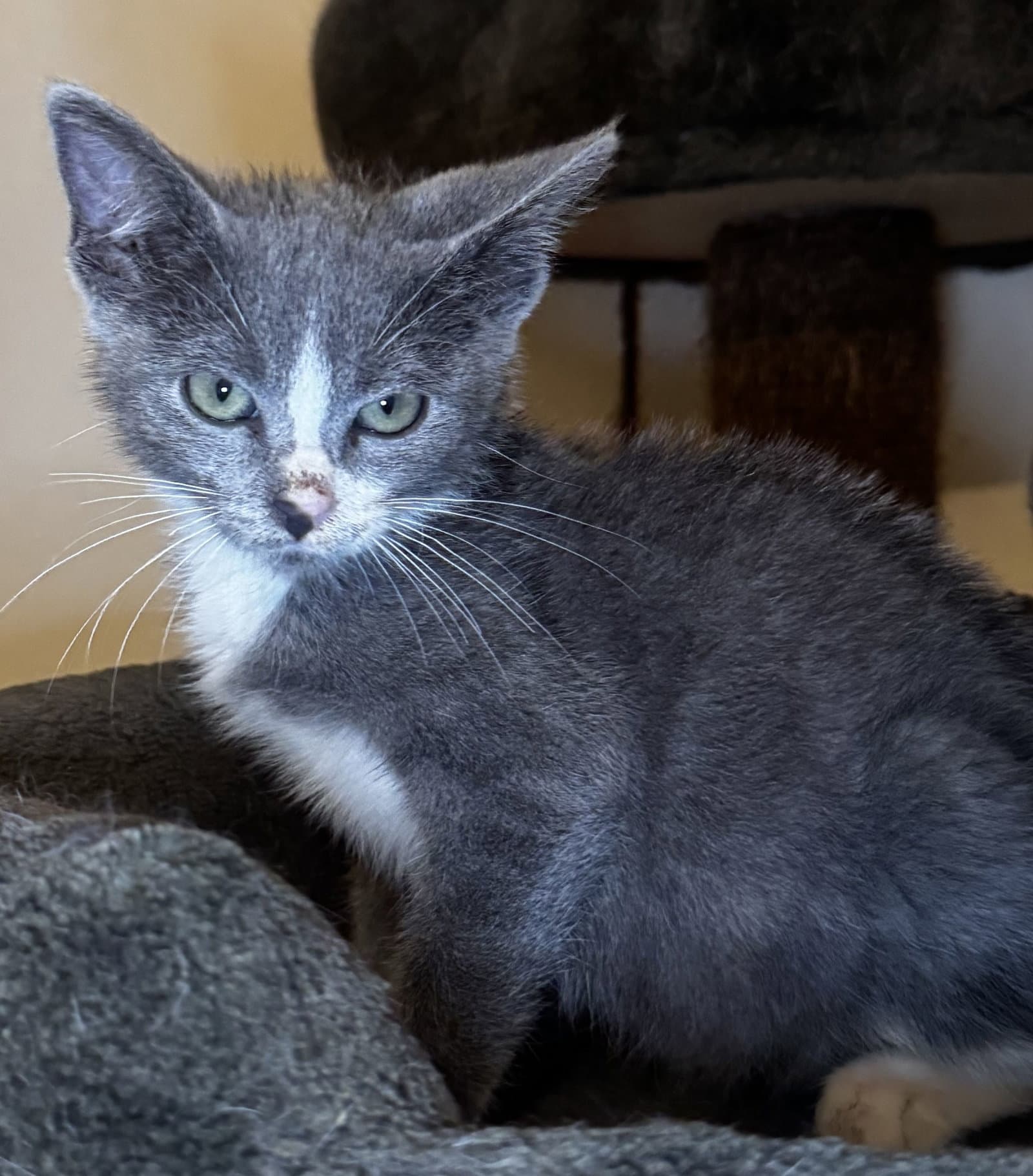 Mittens - Domestic Short Hair