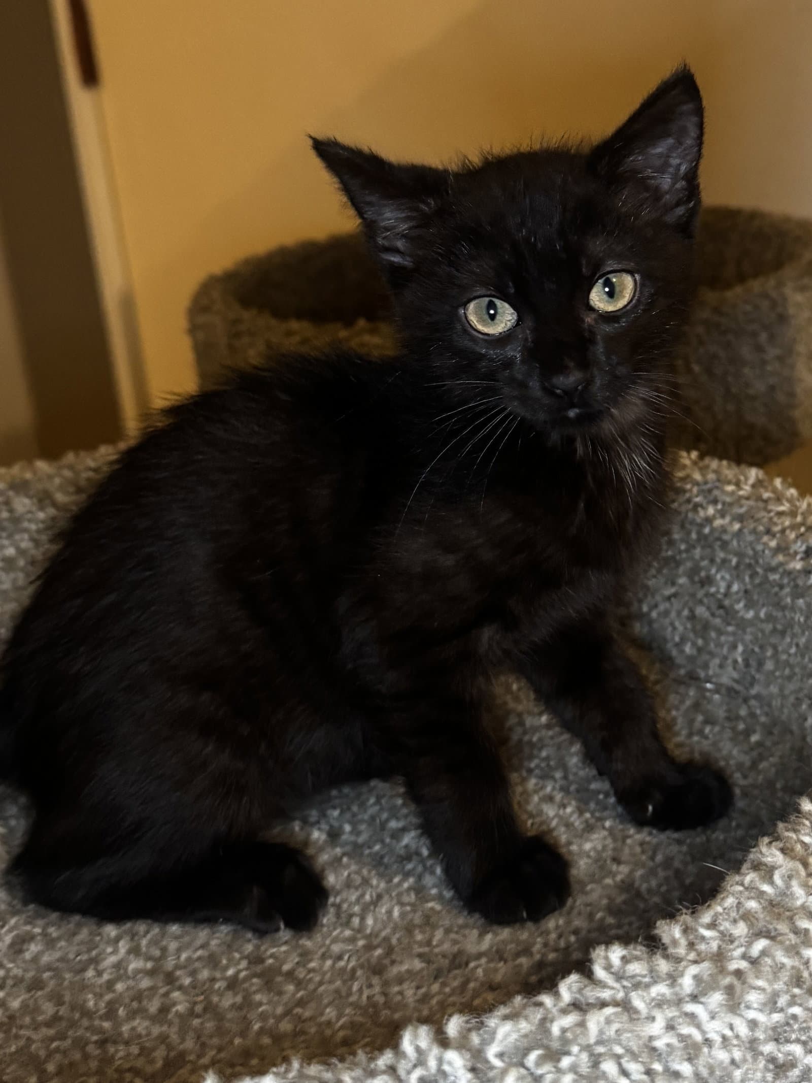 Tootsie - Domestic Short Hair