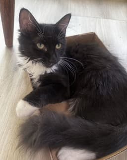 Moxie image 1