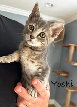 Yoshi image 1