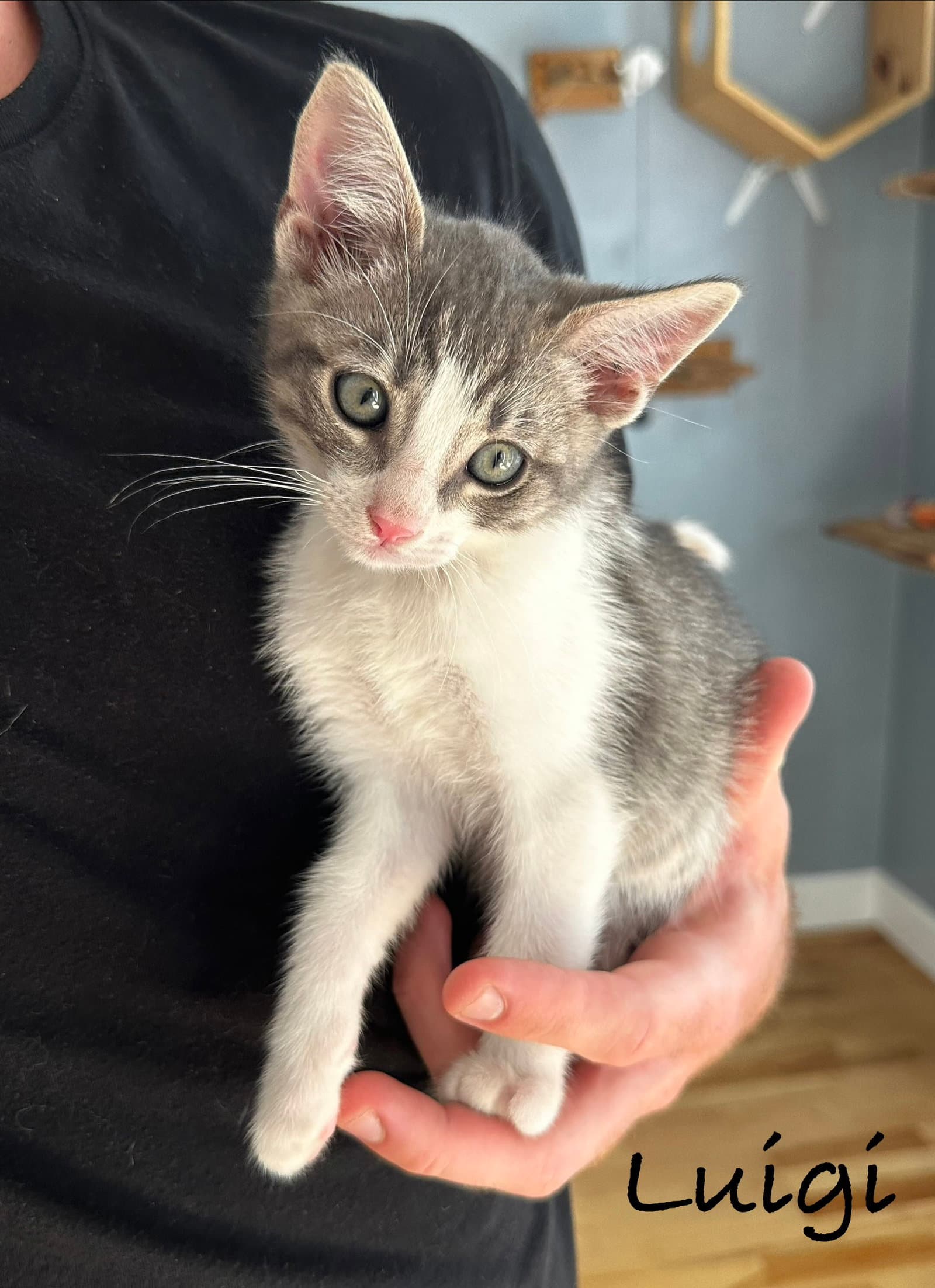 Luigi - Domestic Short Hair