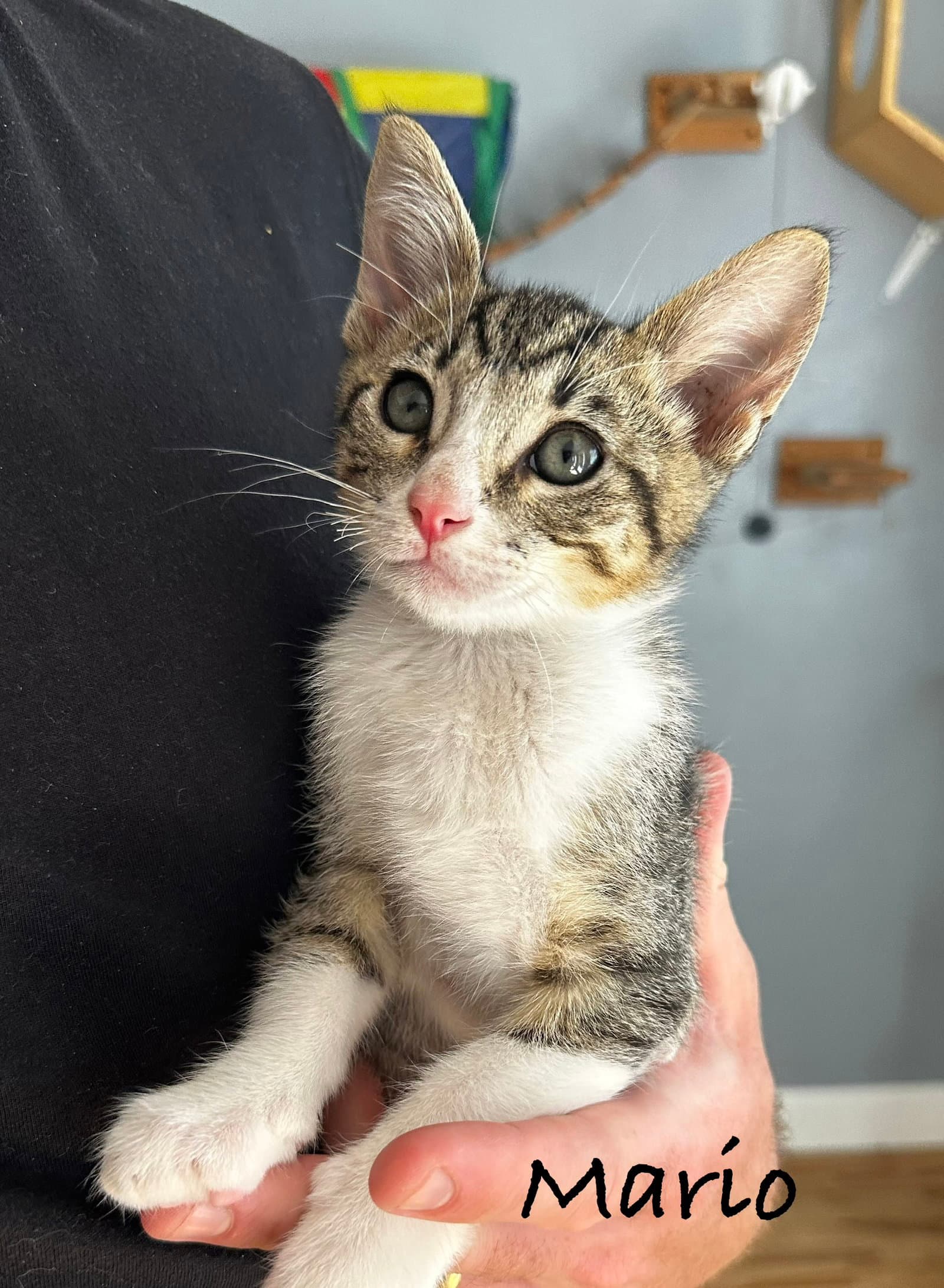 Mario - Domestic Short Hair