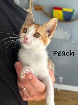 Peach image 1