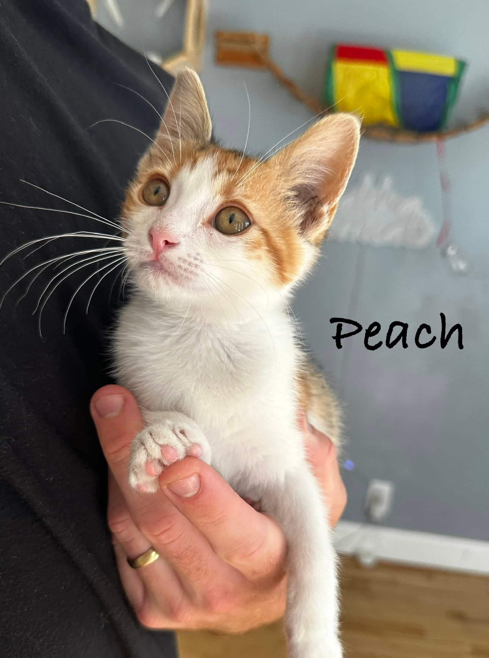 Peach - Calico