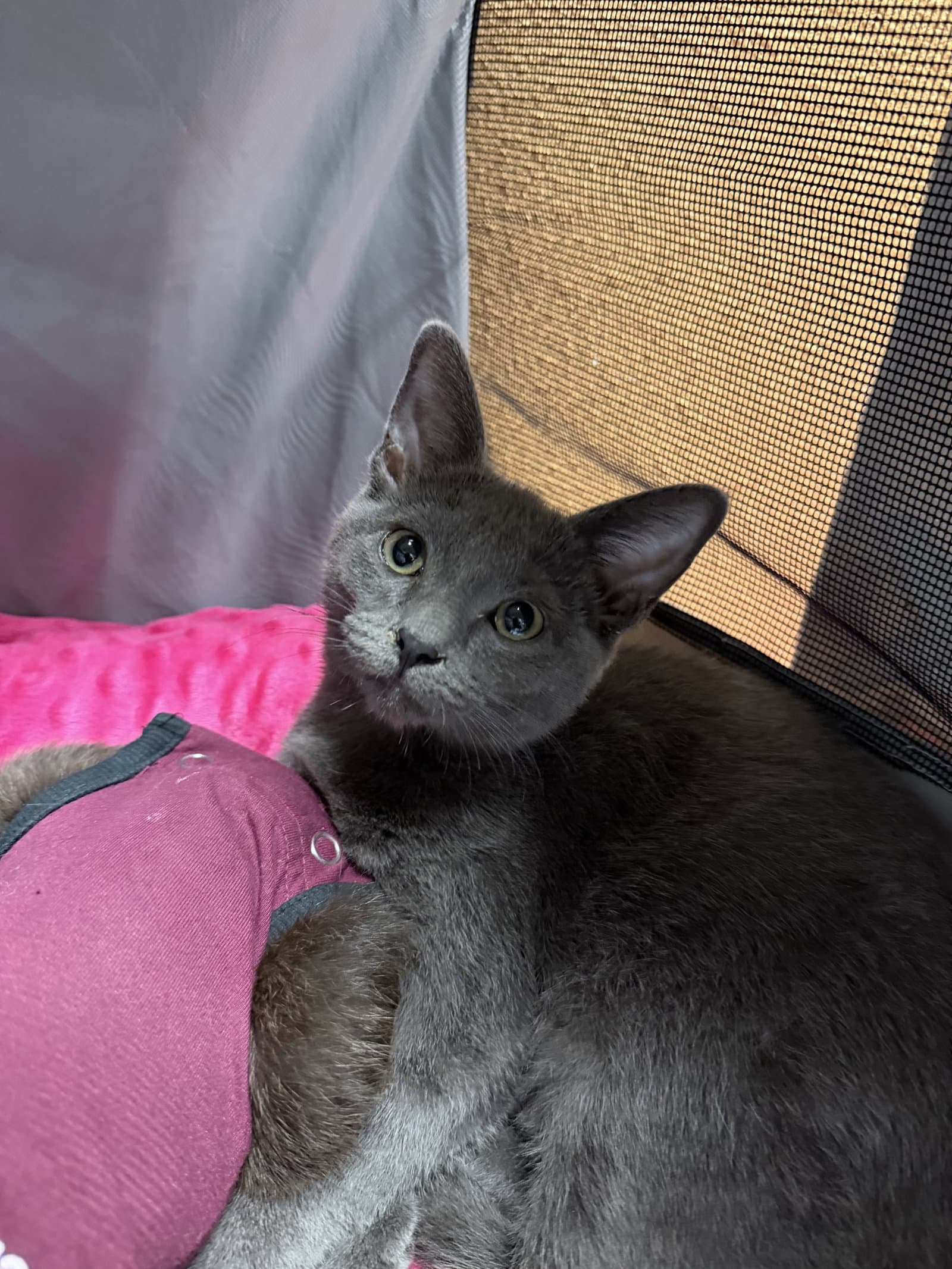 Neko - Domestic Short Hair