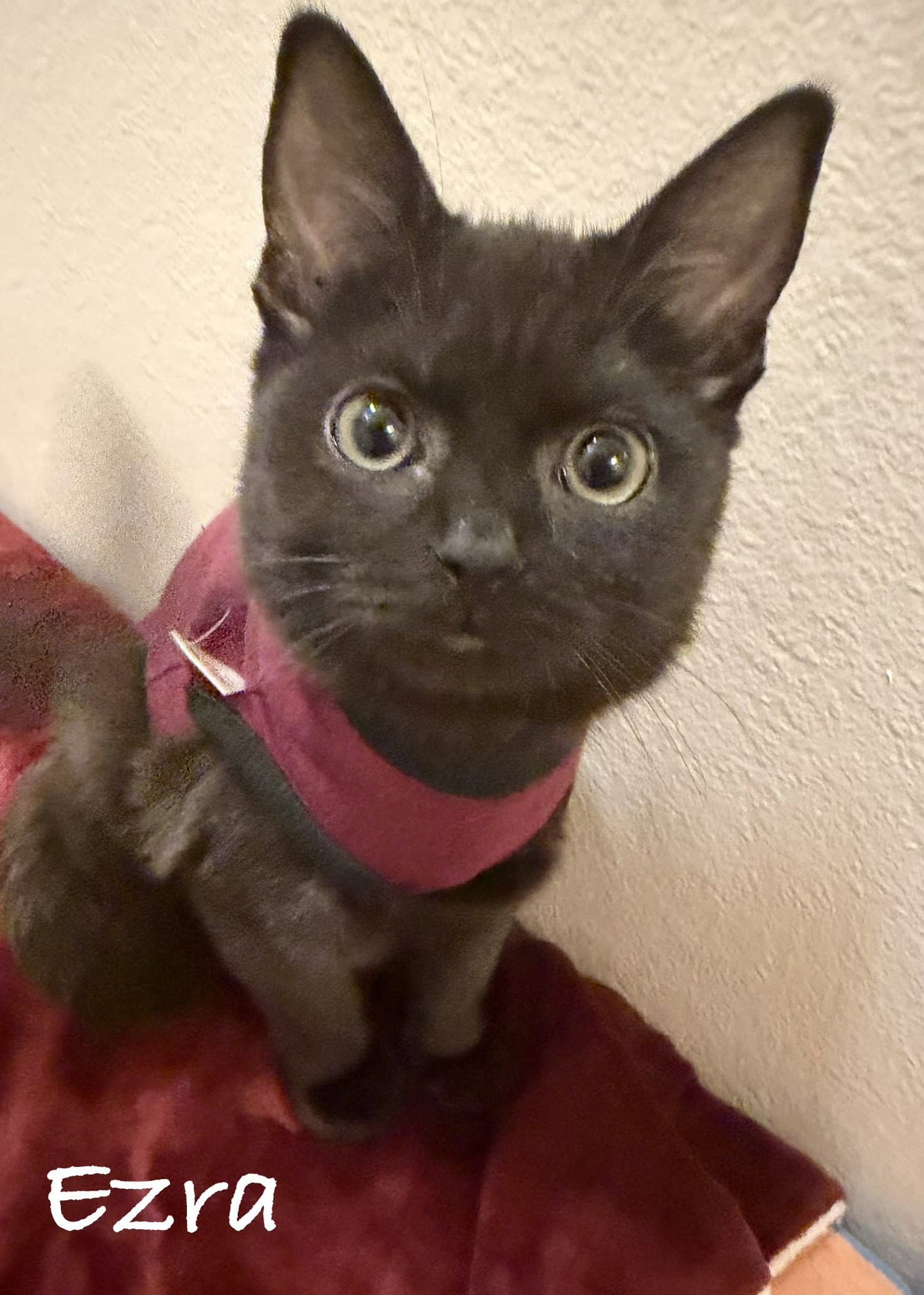 Ezra - Domestic Short Hair