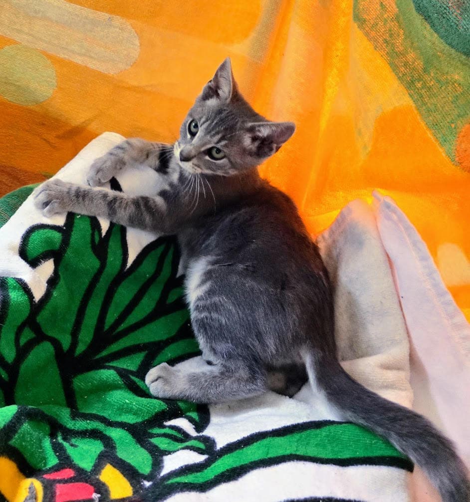 Mary Ann - Domestic Short Hair