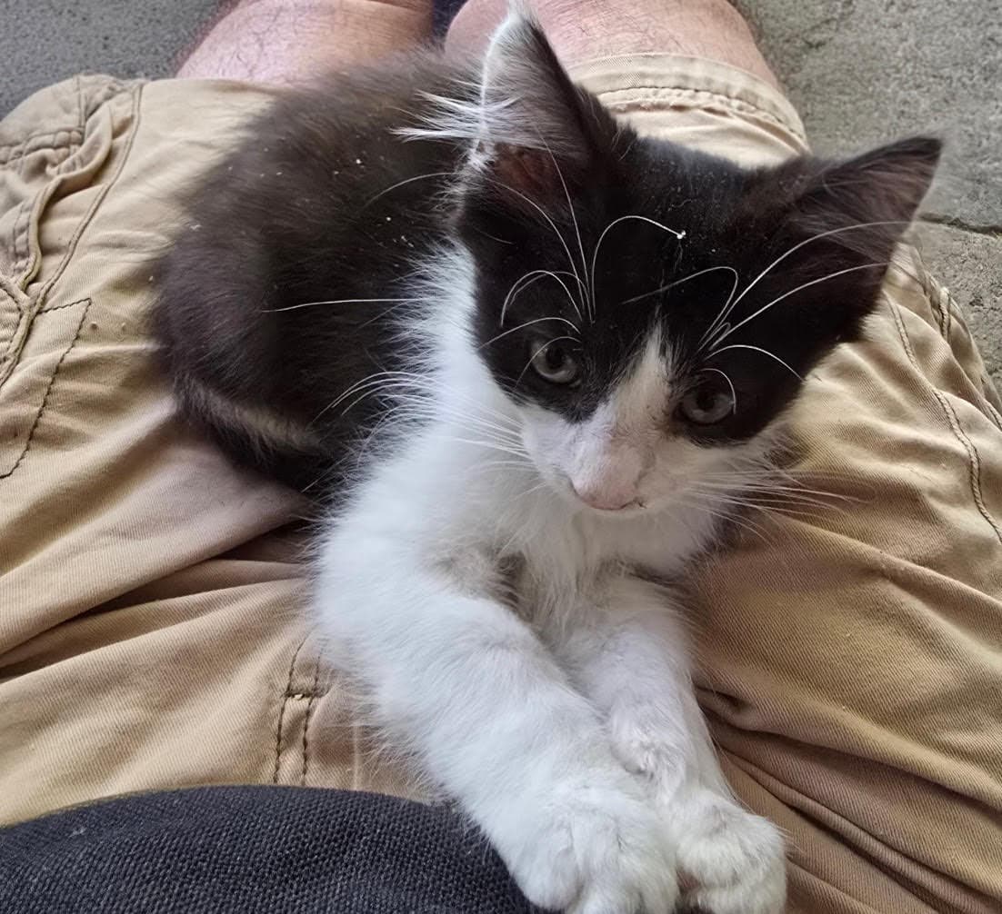 Thurston - Domestic Short Hair