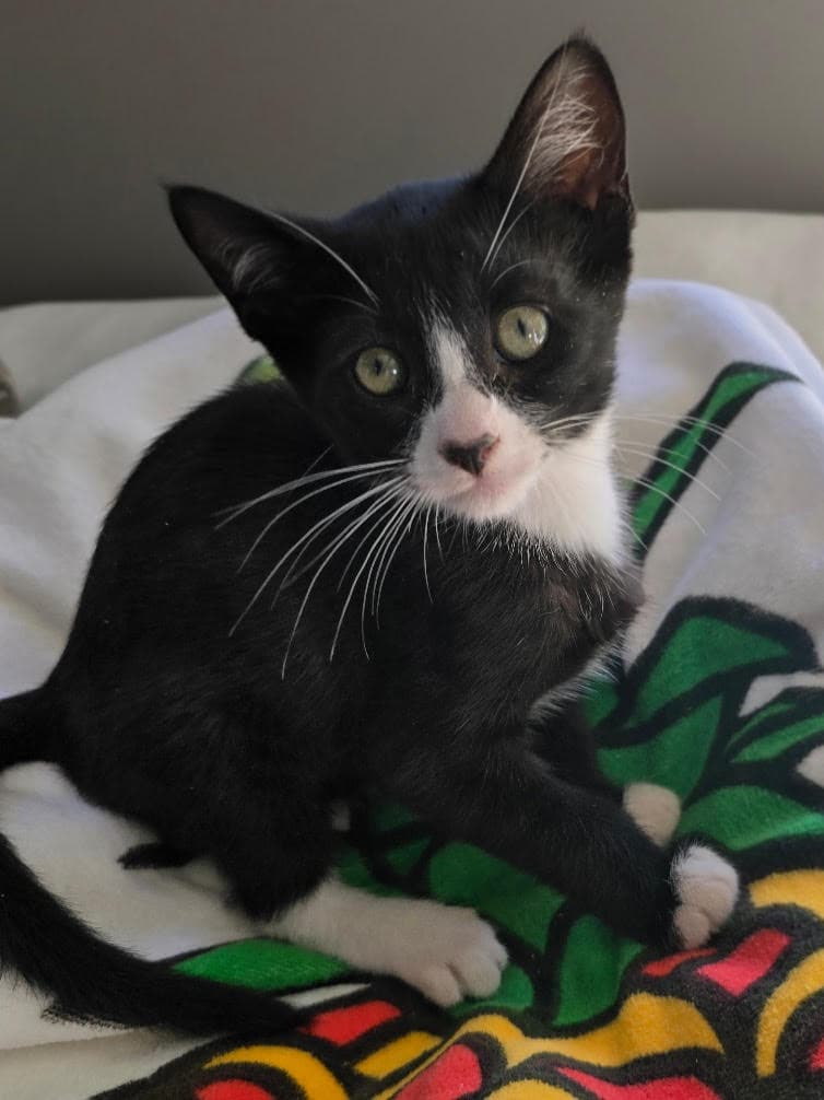 Skipper - Domestic Short Hair