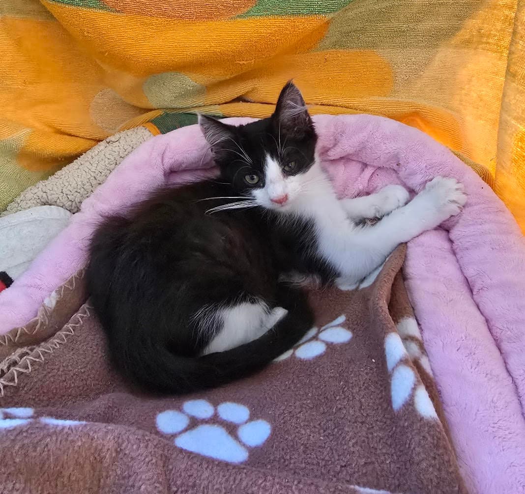 Eunice - Domestic Medium Hair