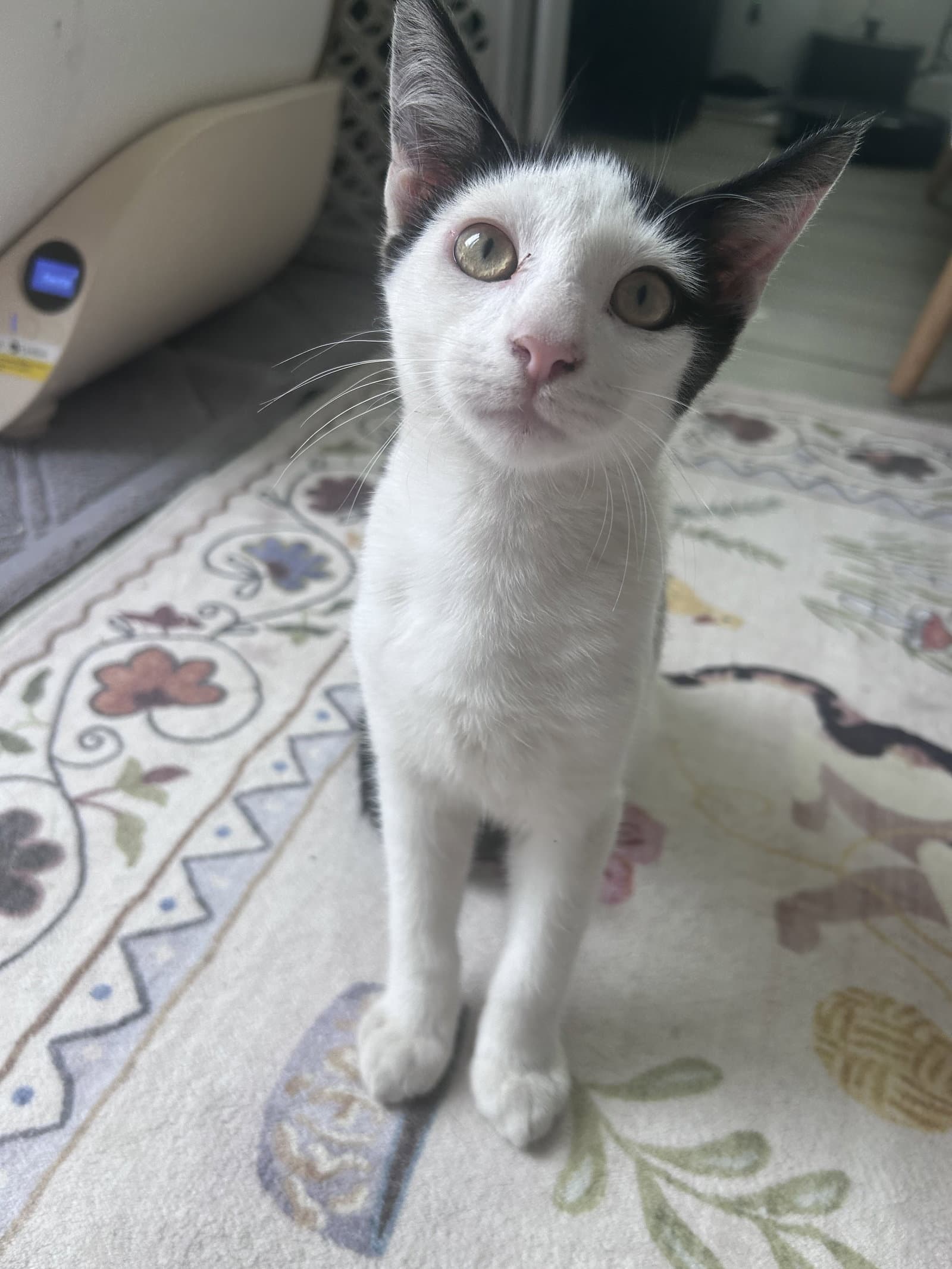 Muffins - Domestic Short Hair