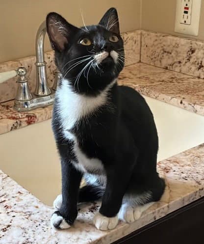 Hoover - Domestic Short Hair