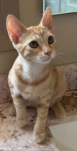 Zz Simba image 1
