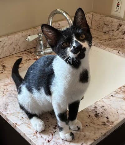 Cow - Domestic Short Hair