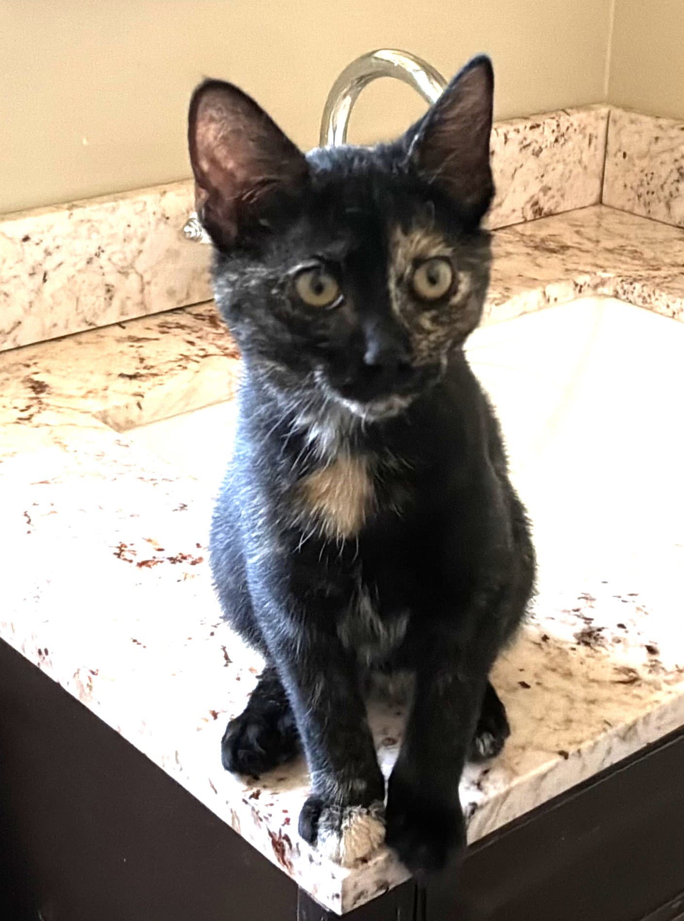 Marble - Domestic Short Hair