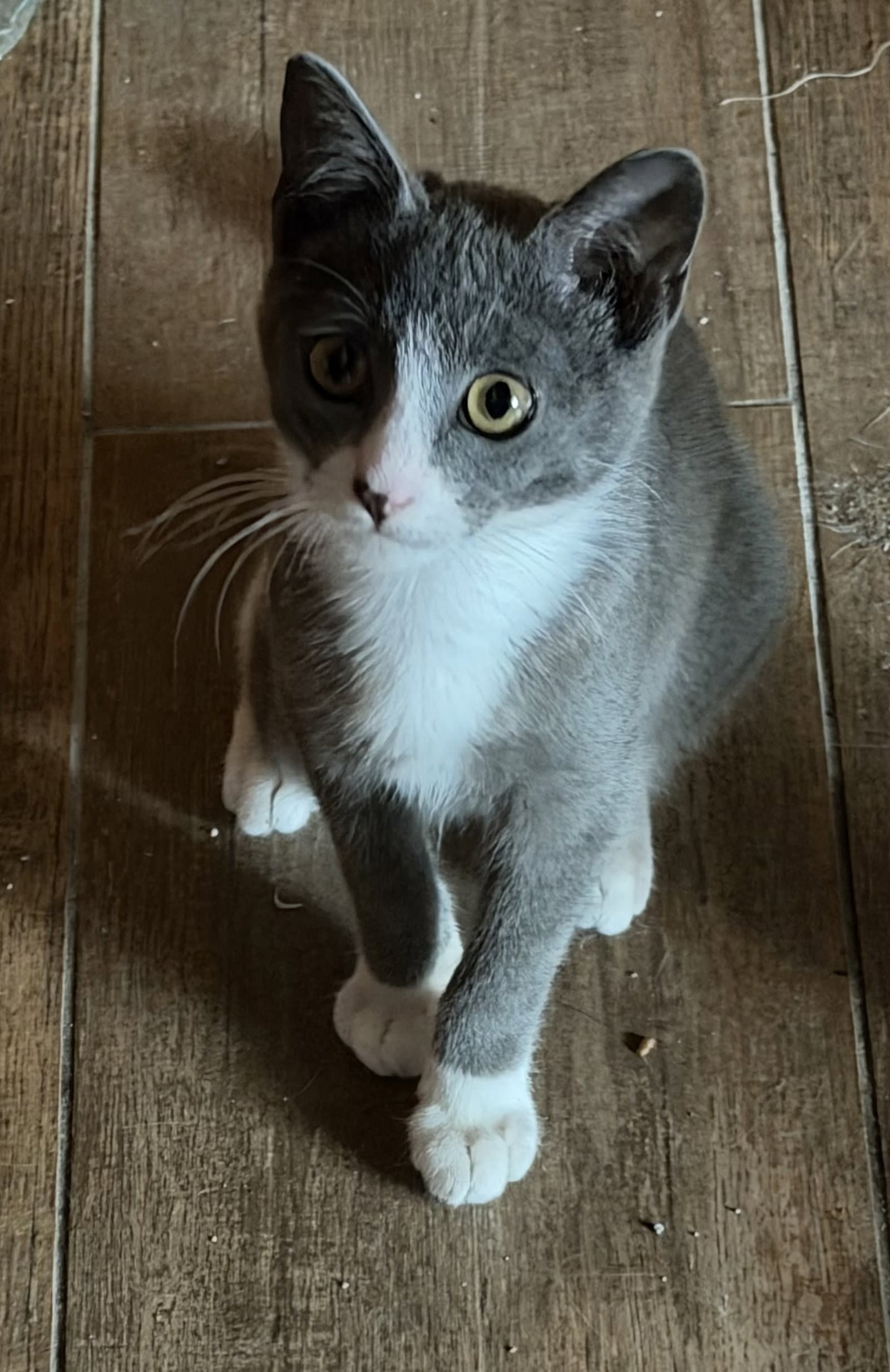 Zz Lucky Star - Domestic Short Hair