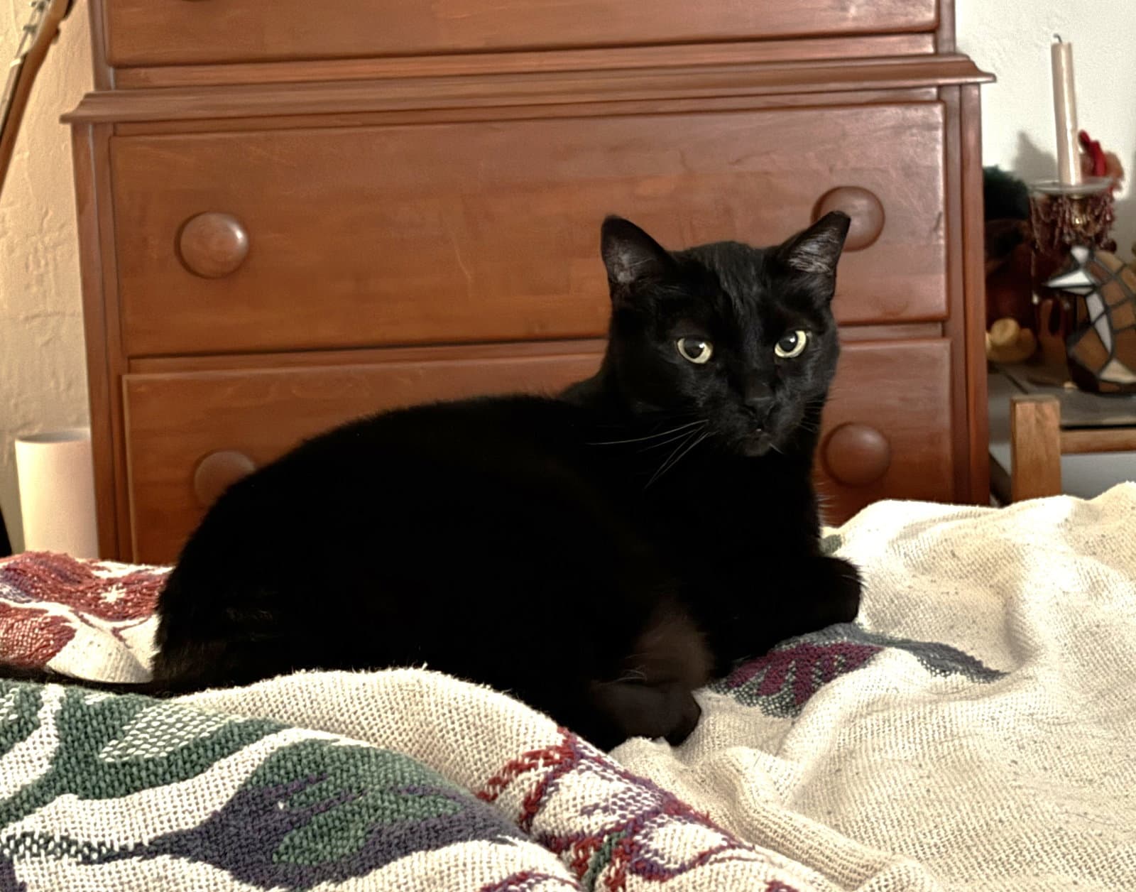 Sonya - Domestic Short Hair