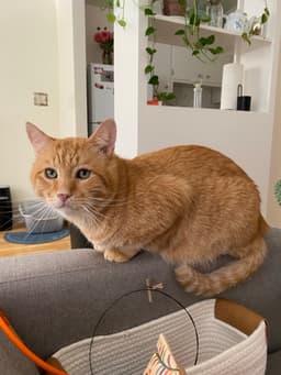 Nacho image 4