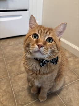 Nacho image 1