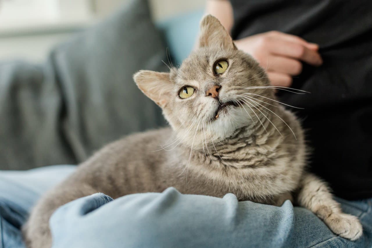 Gandalf - Domestic Short Hair