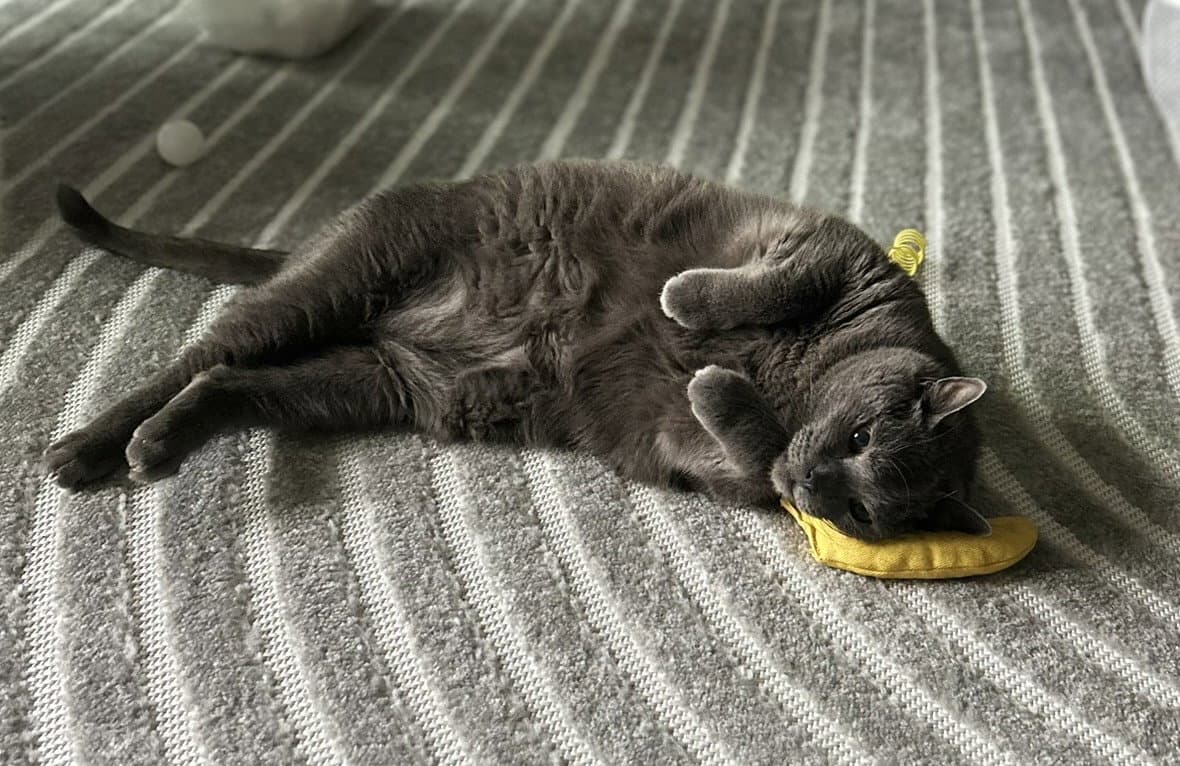 Bamboo - Domestic Short Hair