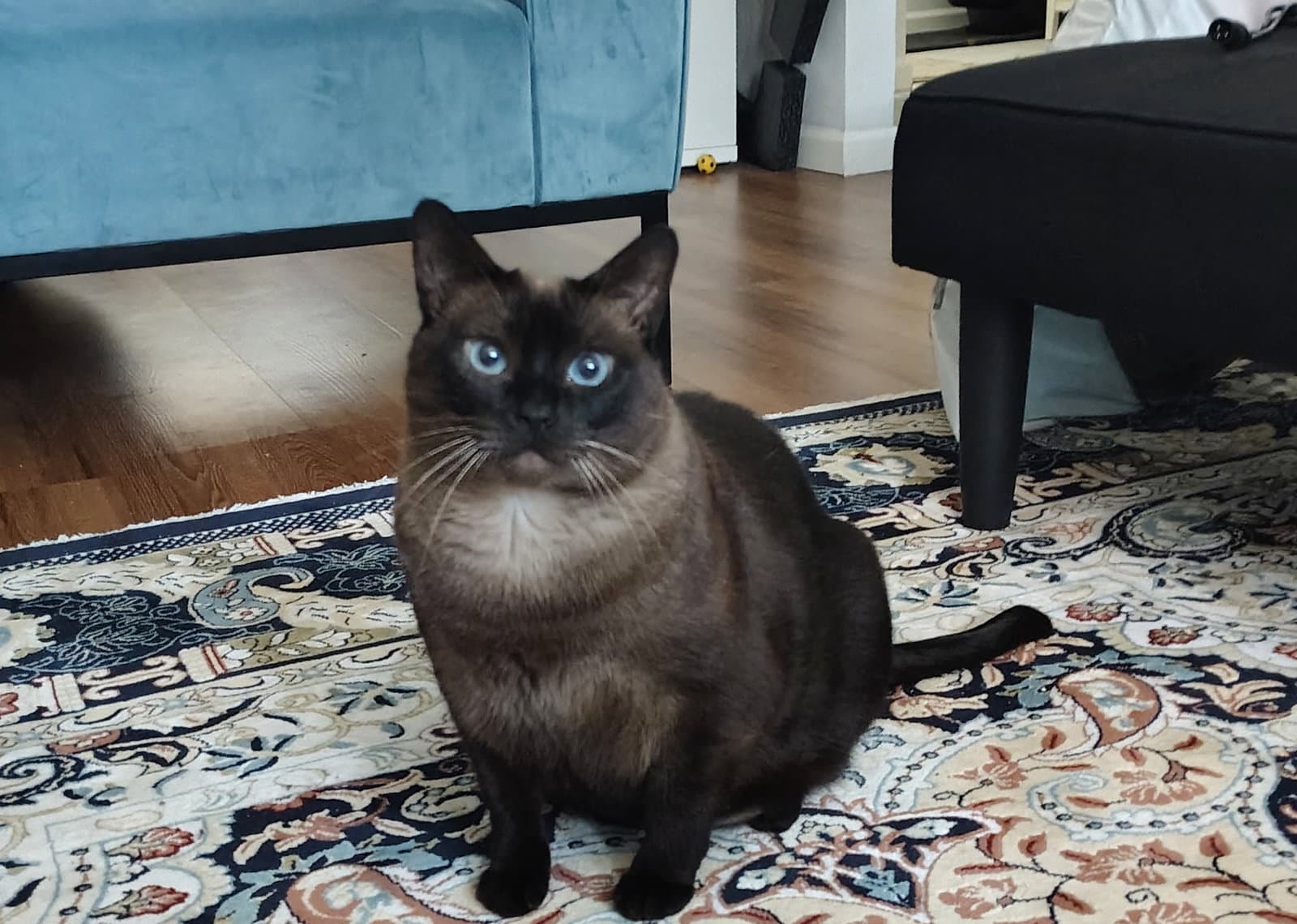Mocha - Siamese