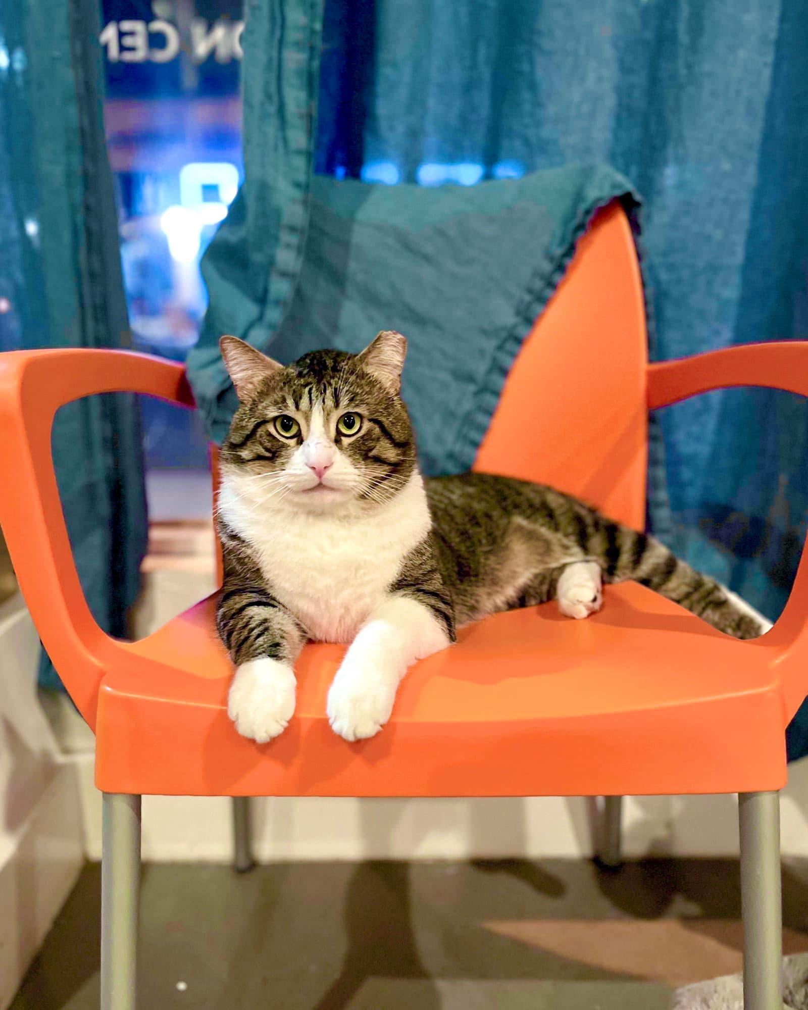 Buster - Domestic Short Hair