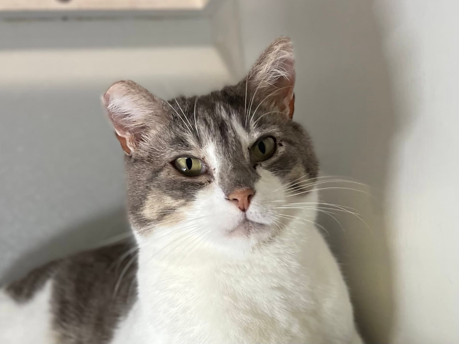 Thomas - Domestic Short Hair