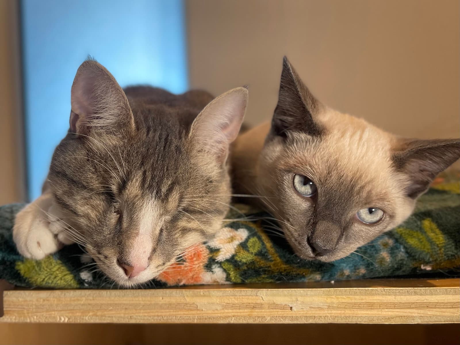 Wonder Bonded With Tahoe - Domestic Short Hair
