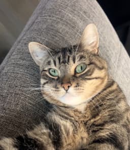 Millie image 1