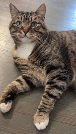 Millie image 2