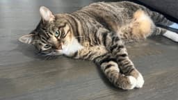 Millie image 3