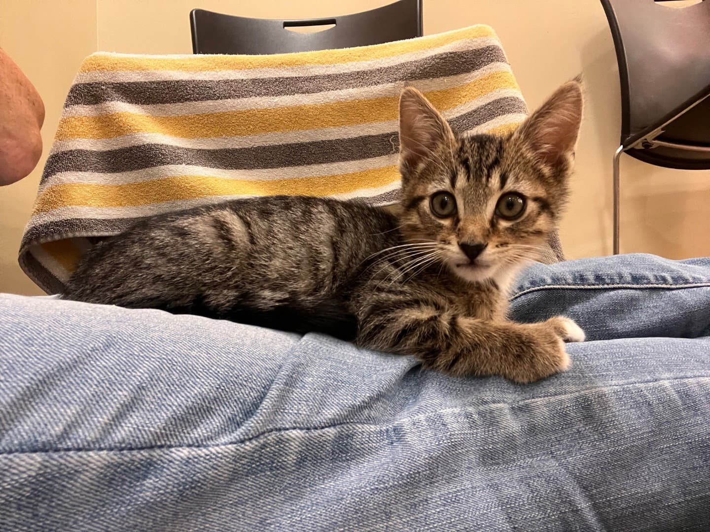 Atlas Bonded With Orion - Domestic Short Hair