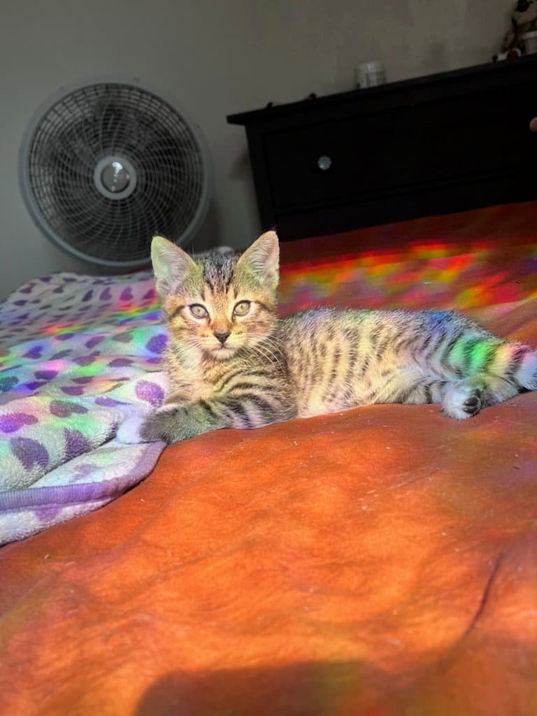 Orion Bonded With Atlas - Domestic Short Hair