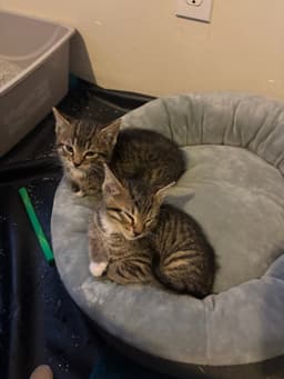 Orion Bonded With Atlas image 4