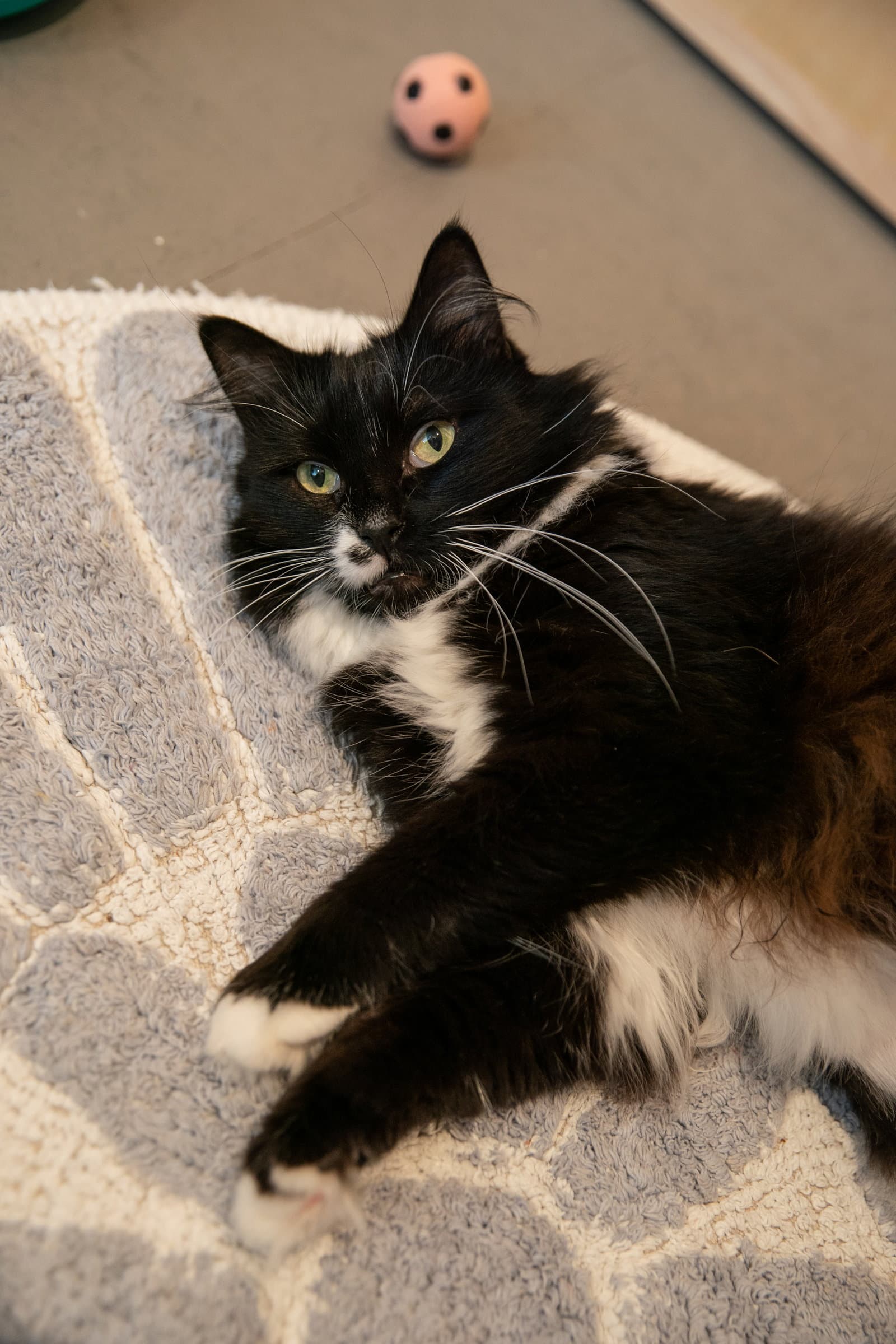 Cordelia Bonded With Denver - Domestic Long Hair