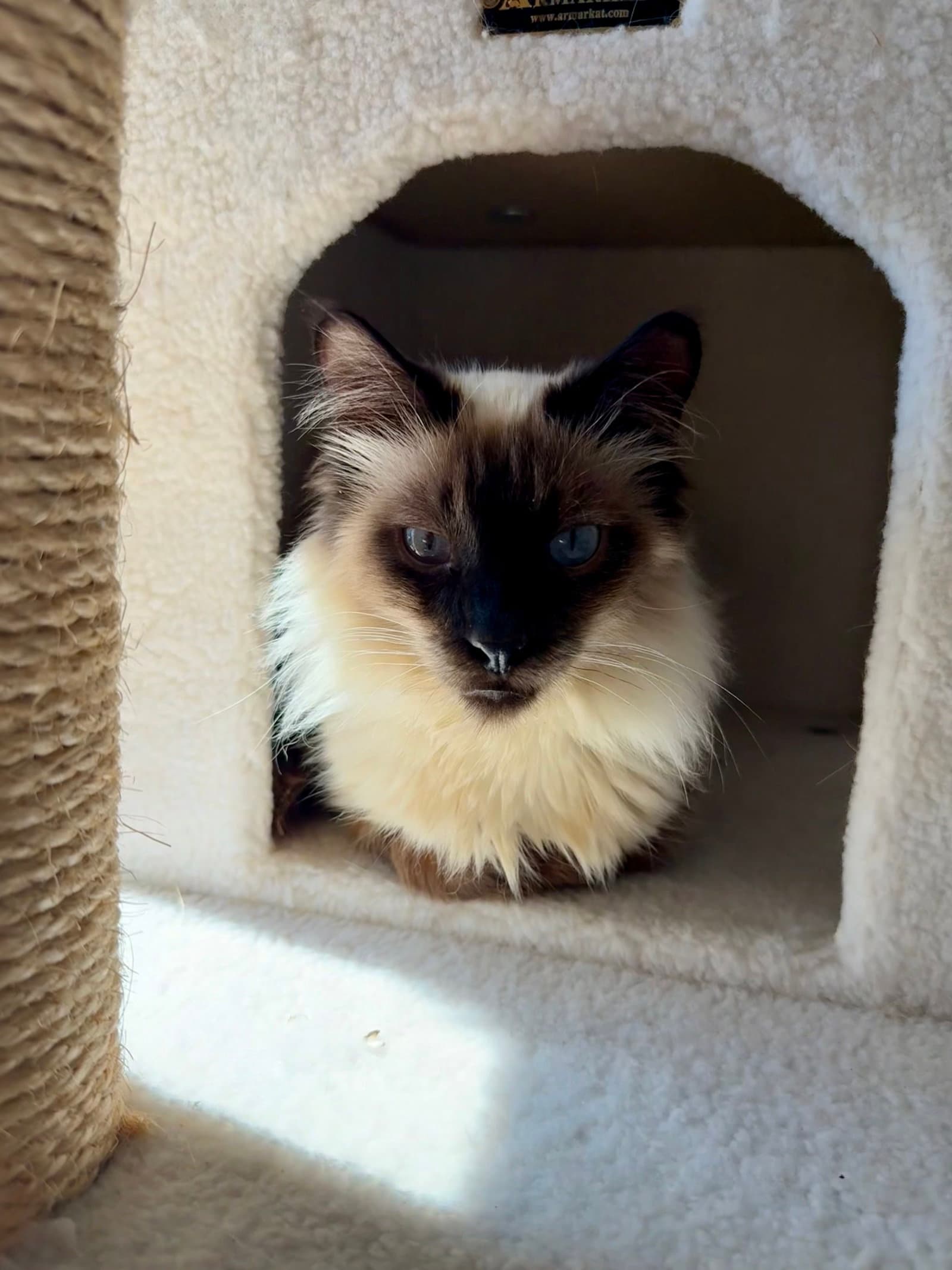 Denver Bonded With Cordelia - Domestic Long Hair