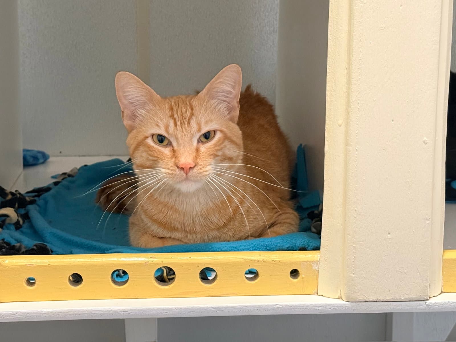 Mike Bonded With Eleven - Domestic Short Hair