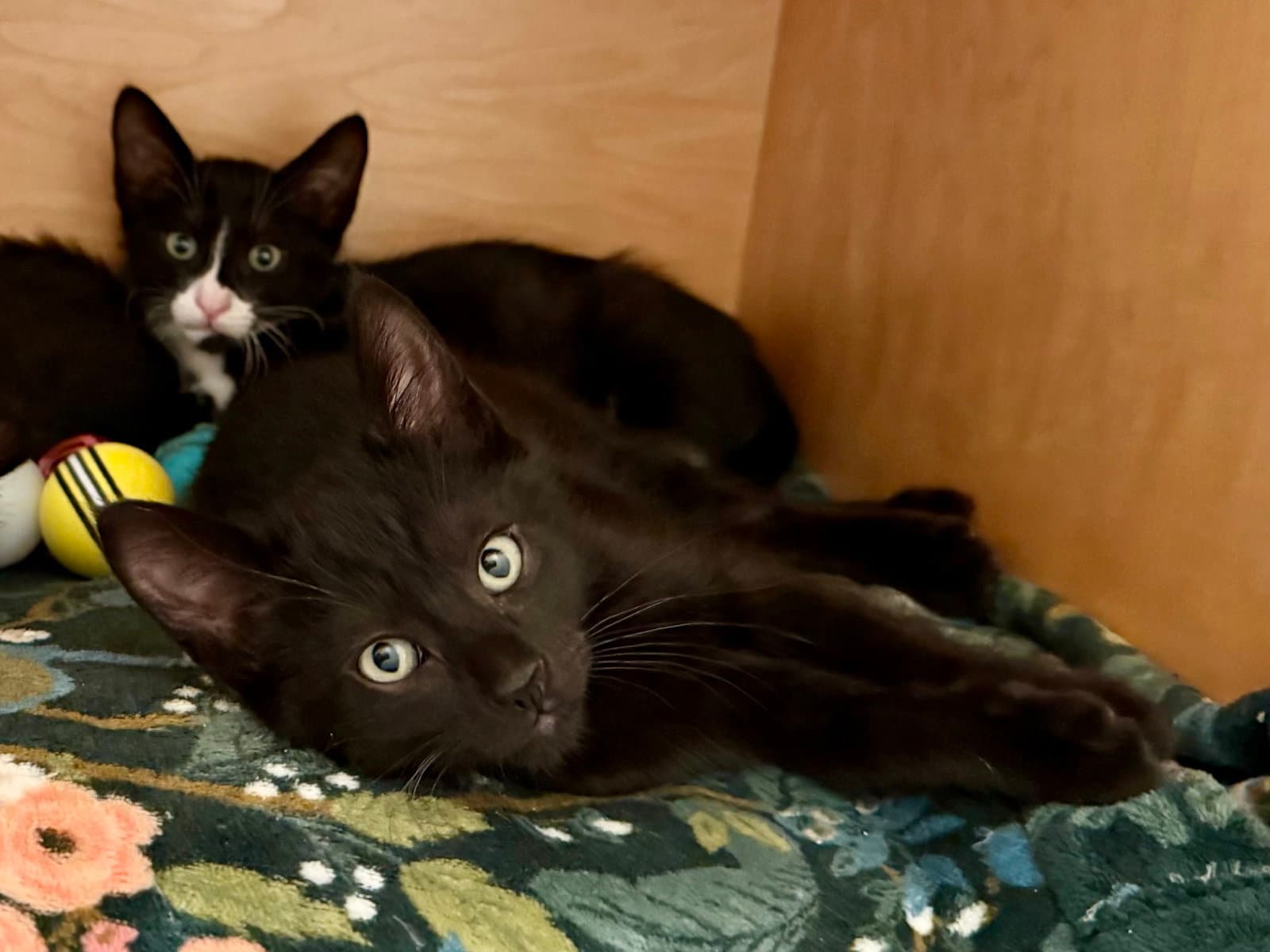Newton Bonded With Joules - Domestic Short Hair