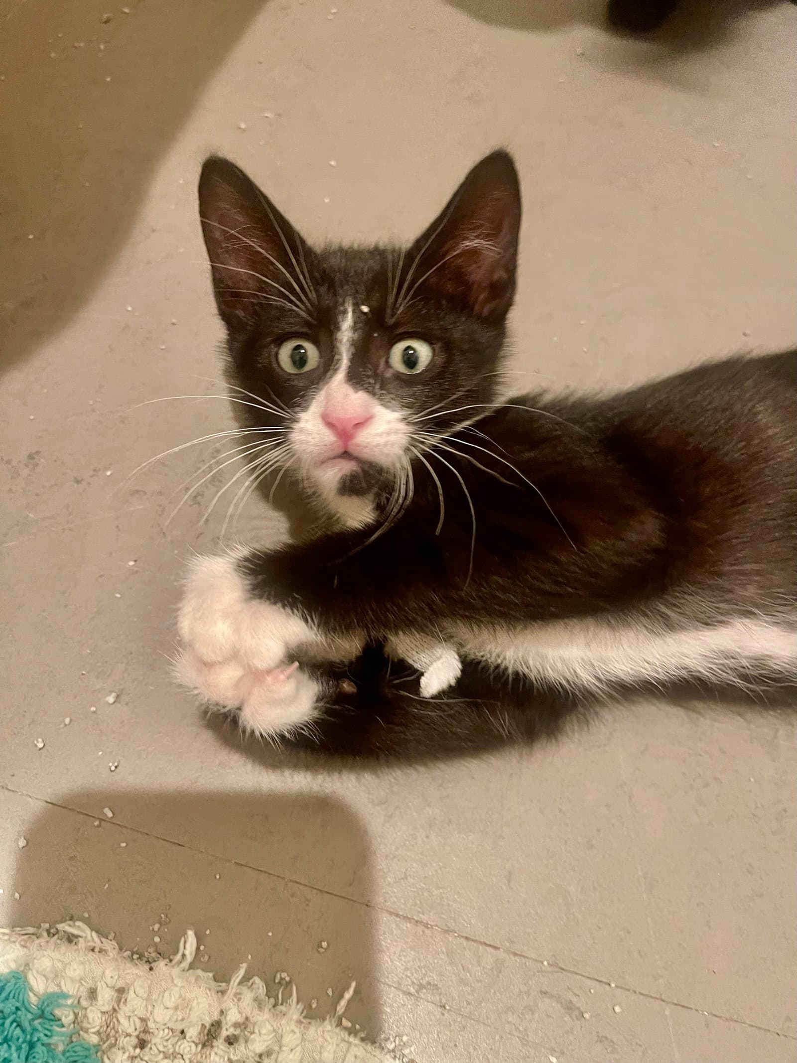 Joules Bonded With Newton - Domestic Short Hair